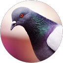 nashilodki profile picture